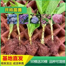 50棵顺丰包邮云南昆明斗南八仙无尽夏花苗绣球苗观赏植物