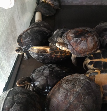 [石金钱龟批发]石金钱龟价格18.00元/只 - 一亩田