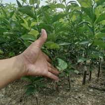 广东台湾香水柠檬苗
