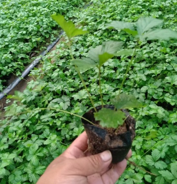 评价【联系我时,请说是在一亩田上看到的】看了又看蛇莓草新鲜 野生三