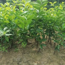 无籽青柠檬苗