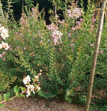 [紫薇批发]丛生紫薇丛生百日红河南鄢陵自产自销欢迎选购价格12.