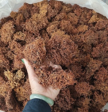 [树花菜批发]野生树花价格38.00元/斤 - 一亩田