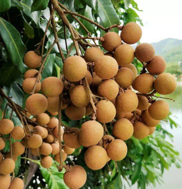 [桂圆批发]泸州桂圆价格4.00元/斤 - 一亩田