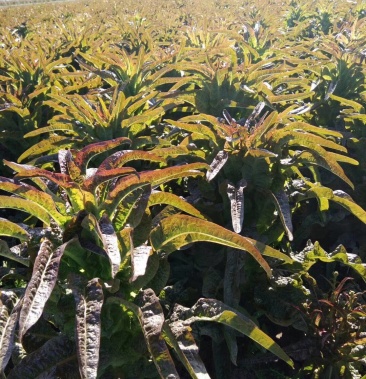 预售挂丝红莴笋基地直供视频看货量大从优
