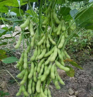 [绿宝石毛豆批发]成熟价格3.50元/斤 - 一亩田