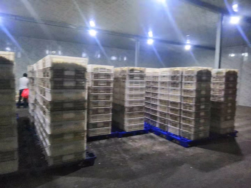 蒜苗田间分级与采后处理流程图