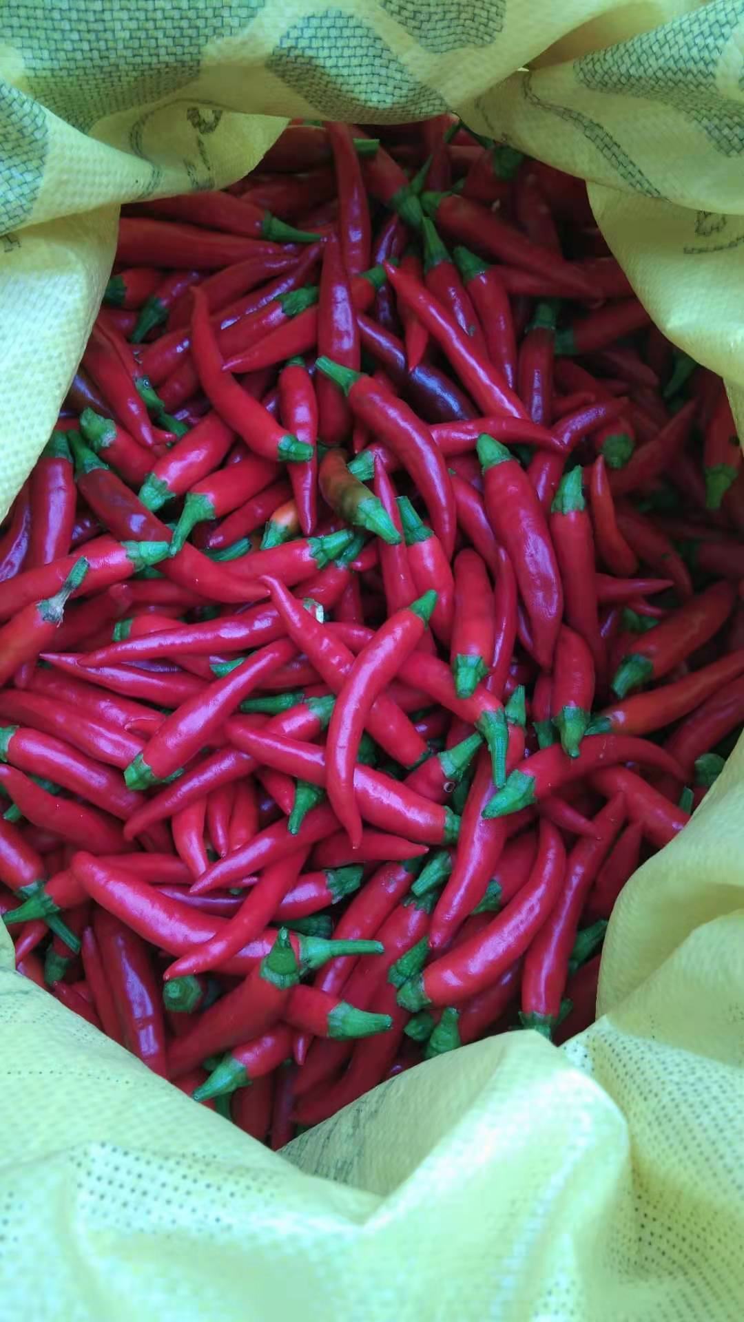 野山椒小米辣艳红