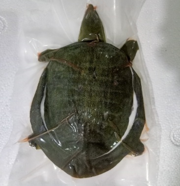 中华鳖新鲜活杀速冻小甲鱼各种规格真空包装工厂化