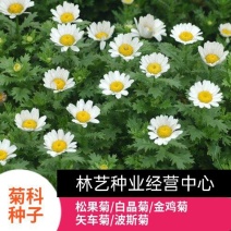 白晶菊种子花卉种子景观绿化办公室盆栽阳台用花种小白菊种子