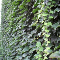 爬山虎种子四季常青耐寒易种室外阳台庭院爬藤爬墙观叶植物