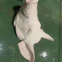 猪头肉，手续齐全新货，质量有保障带耳朵，带口条