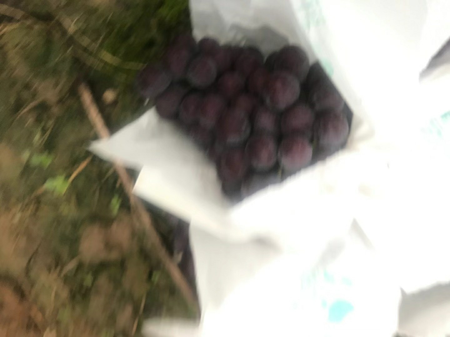 户太8号葡萄果穗特写,展示其果粒紧密、颜色深紫的特点 户太8号葡萄果穗特写