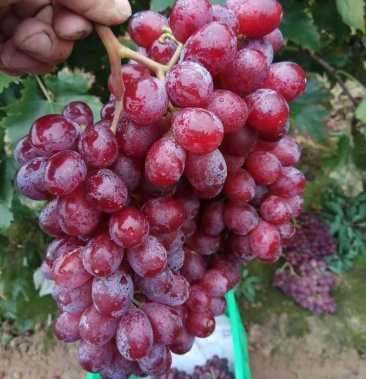 葡萄玫瑰红提秋红小红提
