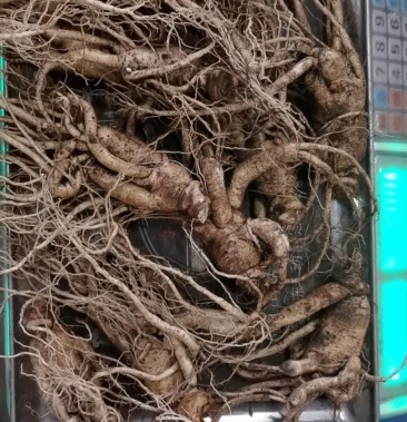 新鲜人参爪子形状不好自用实惠