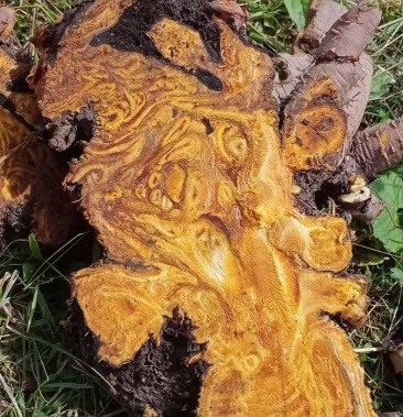 大黄,马蹄黄无硫产地直发生期最少18个月质量保证自产自销