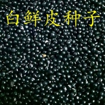 白鲜皮种子