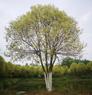 [女贞批发]辉煌女贞价格600.00元/棵 - 一亩田