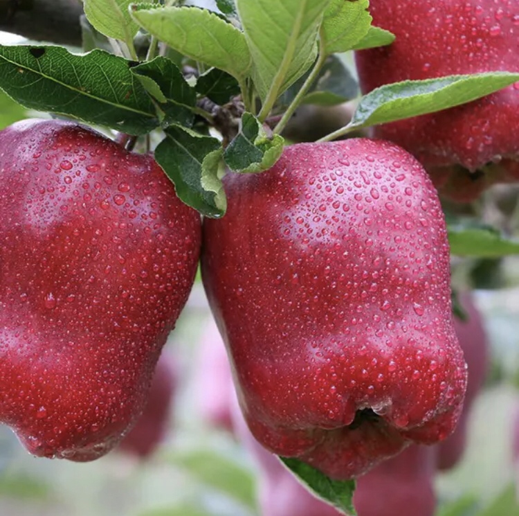 烟富3号苹果特写展示图