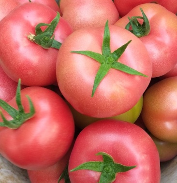 [硬粉西红柿批发]硬粉西红柿价格3.60元/公斤 - 一亩田