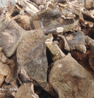 青菇绿豆菌青头菌上新手挑纯野生晒干颜色好口感好