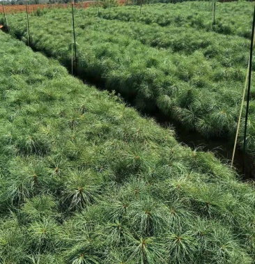 【放心苗】华山松 湿地松 小袋苗大袋苗基地直供 薄利多销