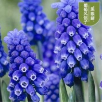葡萄风信子种球土培夏季花卉室内客厅阳公桌花卉绿植盆栽