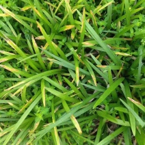 麦冬树苗/麦冬种苗/林木种苗/绿树林木/种苗/绿化植物