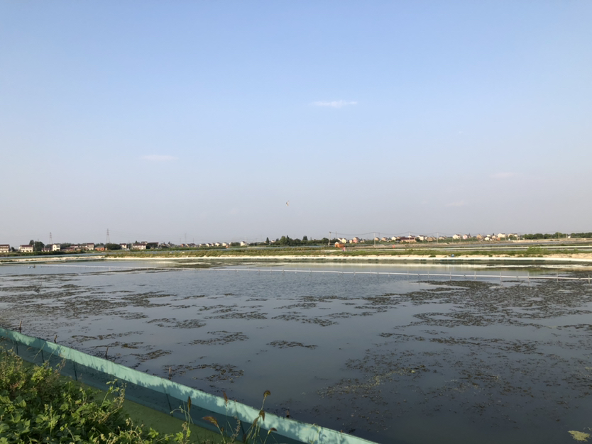 焦岗湖水域环境