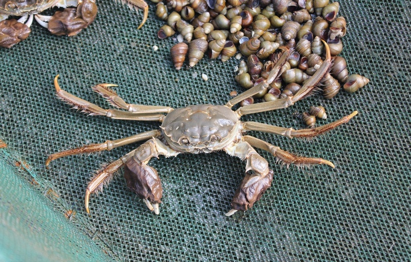 大闸蟹与普通毛蟹外观对比