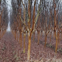 紫薇占地紫薇规格齐全紫薇产地可以实地看苗