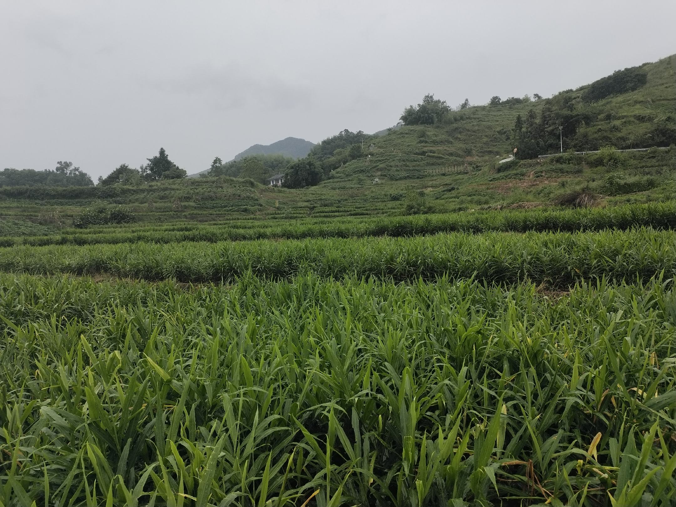 莱芜白姜标准化种植基地航拍图：冬日梯田式有机姜田，覆黑色可降解地膜，田埂标识“国家地理标志产品 莱芜白姜”字样，远处山峦可见“莱芜生姜”地理标志图案石碑