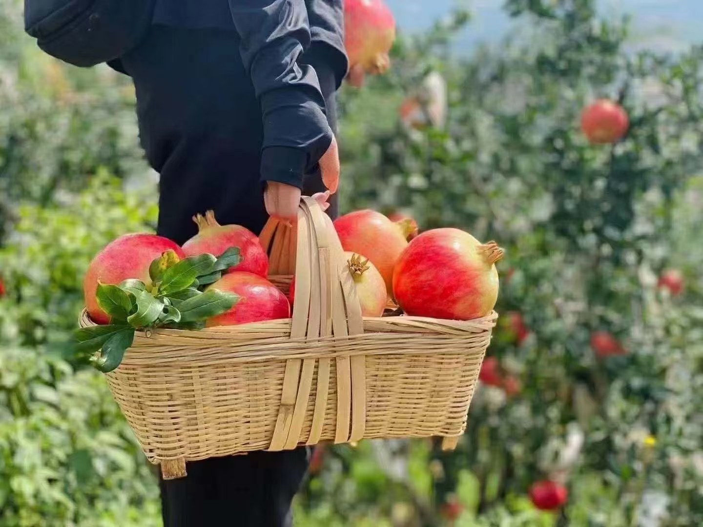 农户采摘软籽石榴场景