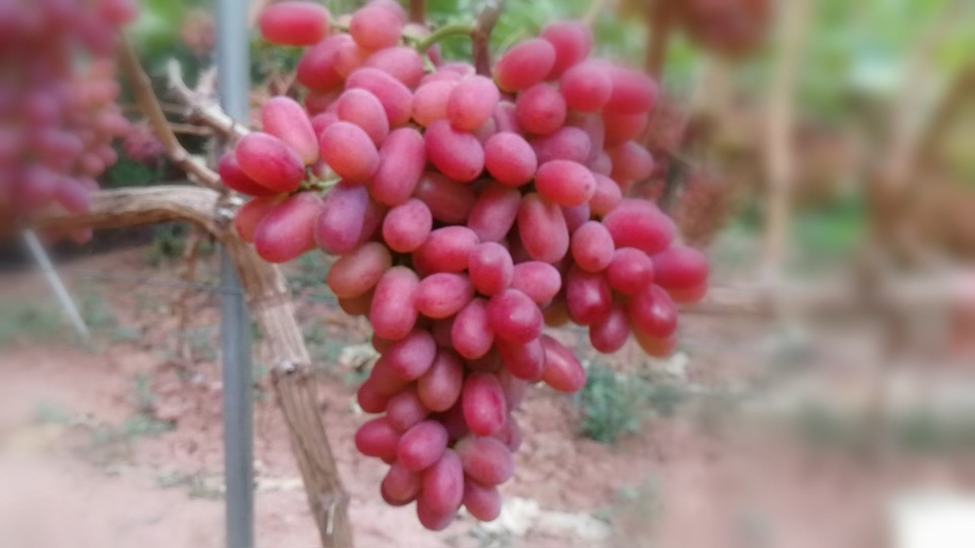 克伦生葡萄特写