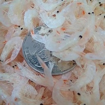 虾皮淡干