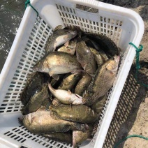 常年供应鳜鱼专供钓场品质保证皮毛好