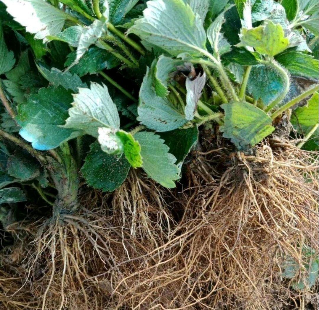 红颜草莓苗特写