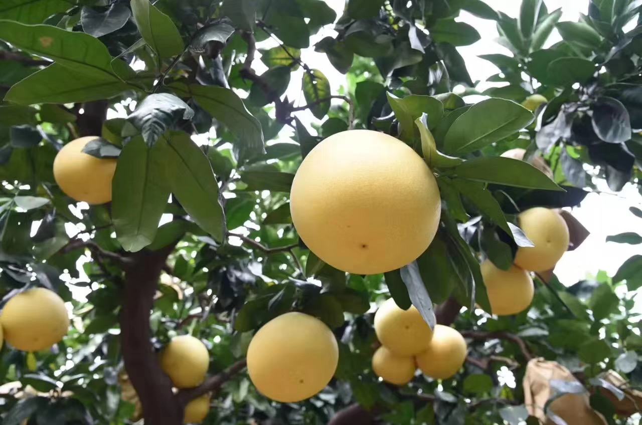 果园中的黄金蜜柚挂果场景