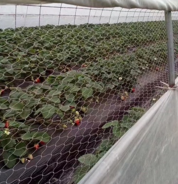 大棚专用封口防鸟网厂家直销