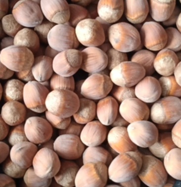 平欧大果榛子施农家肥的大果榛子