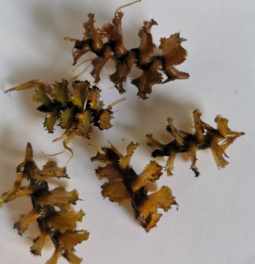 麦黄草种菹草沮草石芽小龙虾专用耐低温水草种子净化增氧包邮