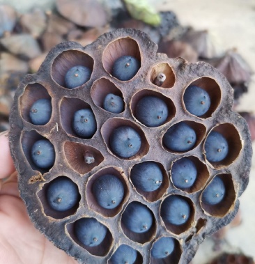 广昌特产-铁莲子-产品货