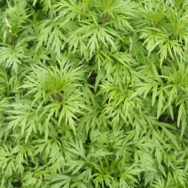 艾草种子种植食用艾草种籽药用野生艾草种籽大叶艾蒿青蒿