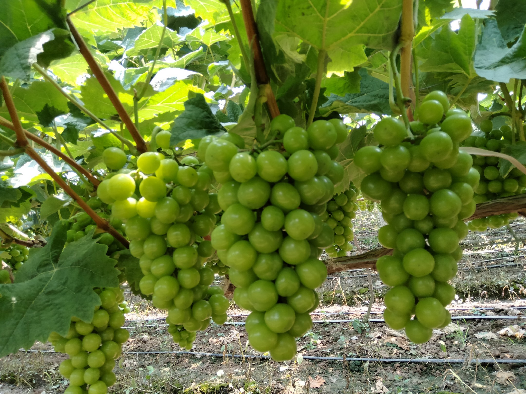 红提果园全景图