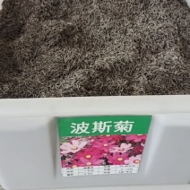 波斯菊种子