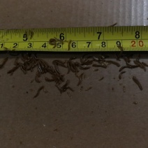 黄粉虫开口虫常年供应全规格虫黄粉虫各个阶段鲜虫