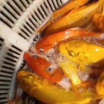 出售精品锦鲤大小规格花色品种齐全，全国发货，送货上门