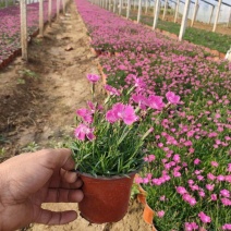 欧石竹花海苗新价格，欧石竹繁育基地，欧石竹现货供应