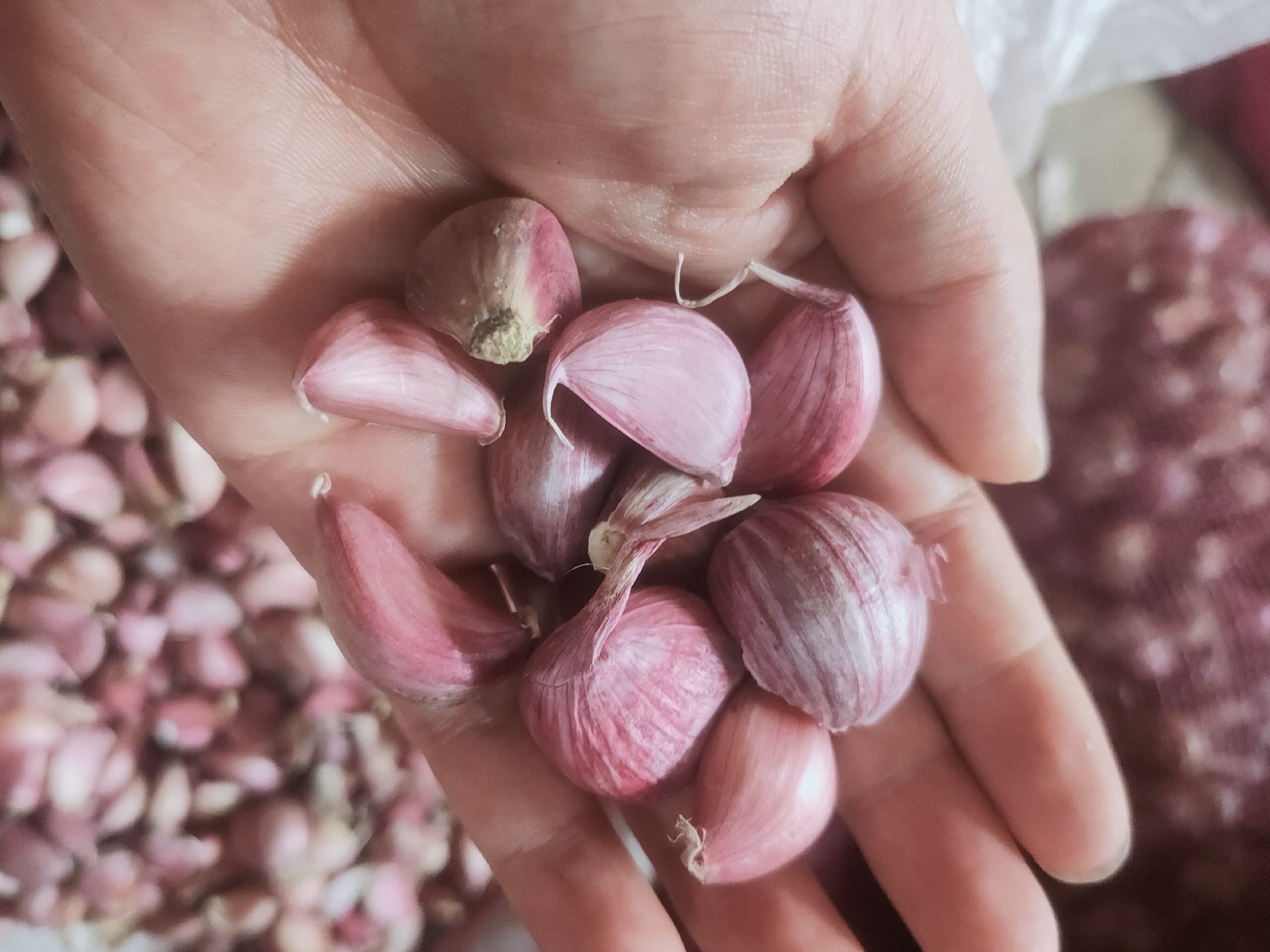 展示大蒜从生长到抽苔的过程,突出蒜苔从蒜头中心抽出的细节 大蒜抽苔过程示意图