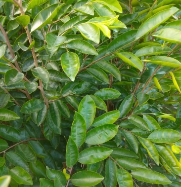 沉香是一种名贵药材,虎斑椅结油靓,快,香